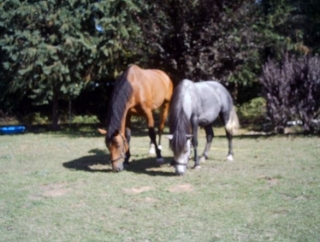 Goyave et Khyn